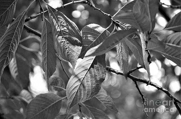Wild Cherry Leaves, In Black And White Print