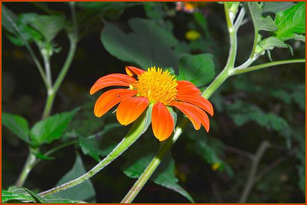 Wild Flower Beauty Print