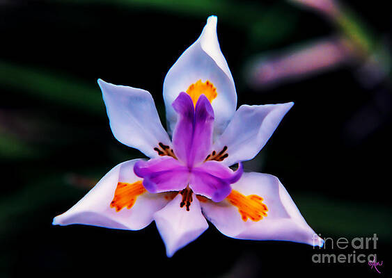 Wild Iris Bloom Print