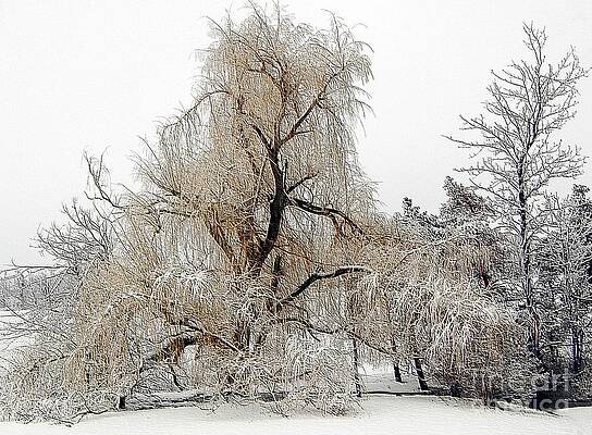 Winter Scene Print