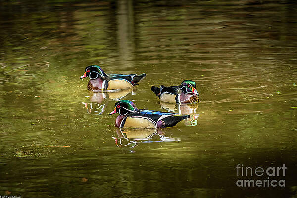 Wood Ducks Print
