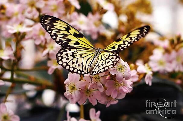 Yellow And Black Butterfly Print