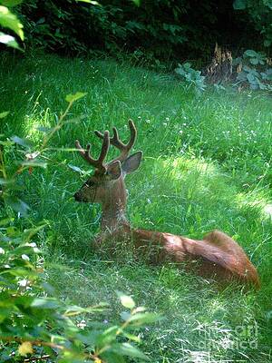 Young Buck Laying In The Spring Grass Print